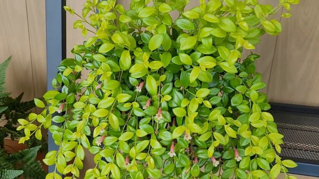 Кодонатантус (Codonatanthus) 'Golden Tambourine' — рекомендую!