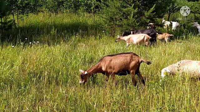 Дети цветы жизни/Все сгорело, пошли побираться смотреть онлайн