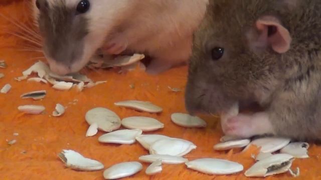 Тыквенные семечки и крысы. Pumpkin seeds and rat. смотреть онлайн