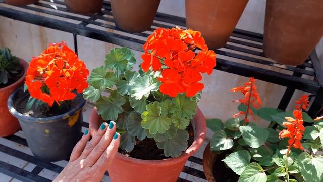 How to Grow and Care Geranium Plant || Care of Geranium смотреть онлайн