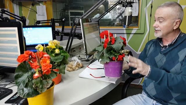 Begonia Elatior por alvaro ruiz moreno en Radio Universidad ..Programa de Susana Curto смотреть онлайн