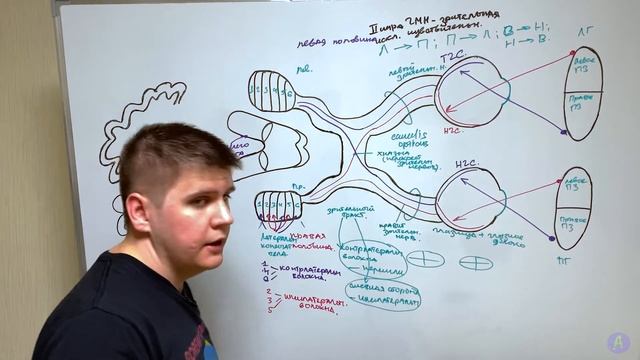 Зрительный нерв - 2 пара черепных нервов / Неврология смотреть онлайн