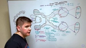Зрительный нерв - 2 пара черепных нервов / Неврология