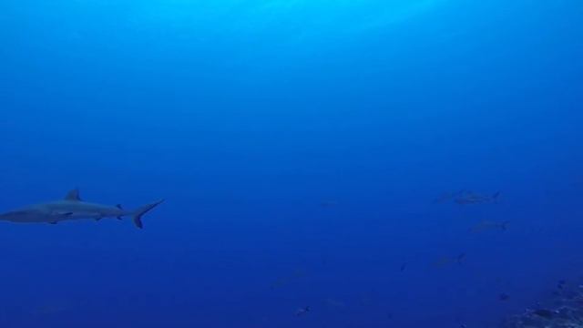 shark attack fakarava atoll смотреть онлайн