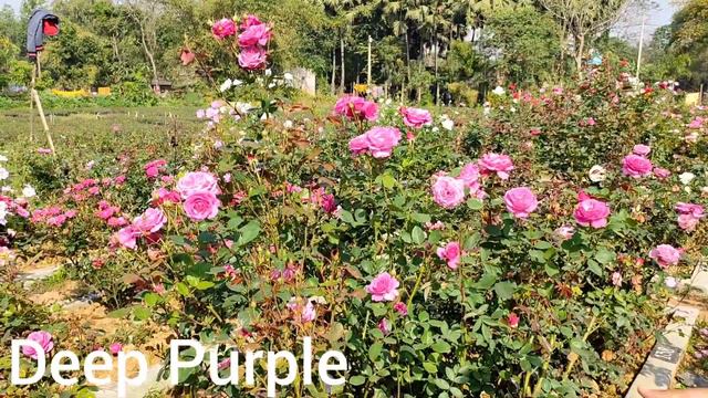 About Rose 🌹🌹🌹🌹purple Rose смотреть онлайн