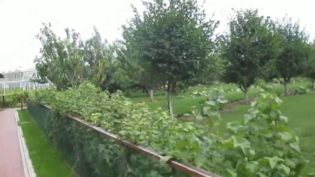 Сади, Яблуневі сади Януковича в Межигір'ї смотреть онлайн