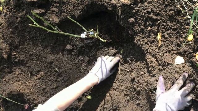 Роза Клер Роуз посадка осенью смотреть онлайн