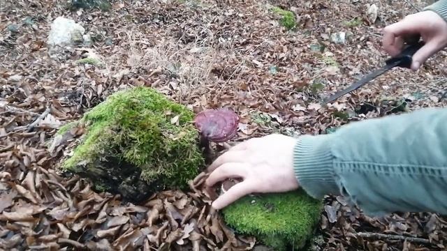 Hrastova sjajnica - Ganoderma Lucidum смотреть онлайн