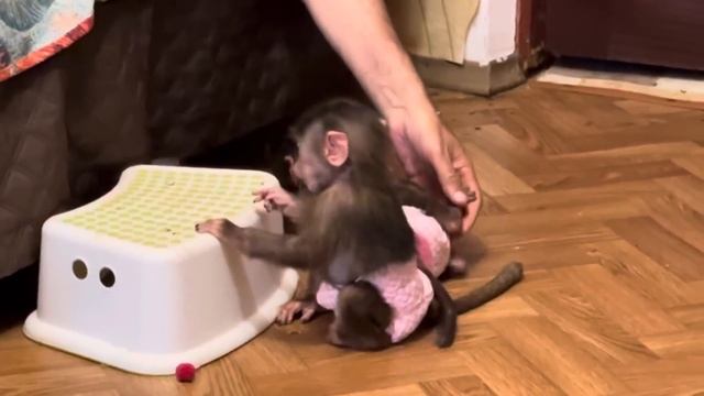 Мы соорудили Степе и Мане ЛЕСТНИЦУ, иначе ты целый день их поднимаешь и спускаешь с дивана))) смотреть онлайн