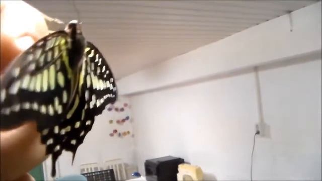 Graphium agamemnon яркая зеленя бабочка из Филиппин смотреть онлайн