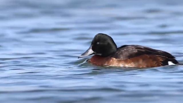 【090】The Endangered Blue-headed Pochard смотреть онлайн