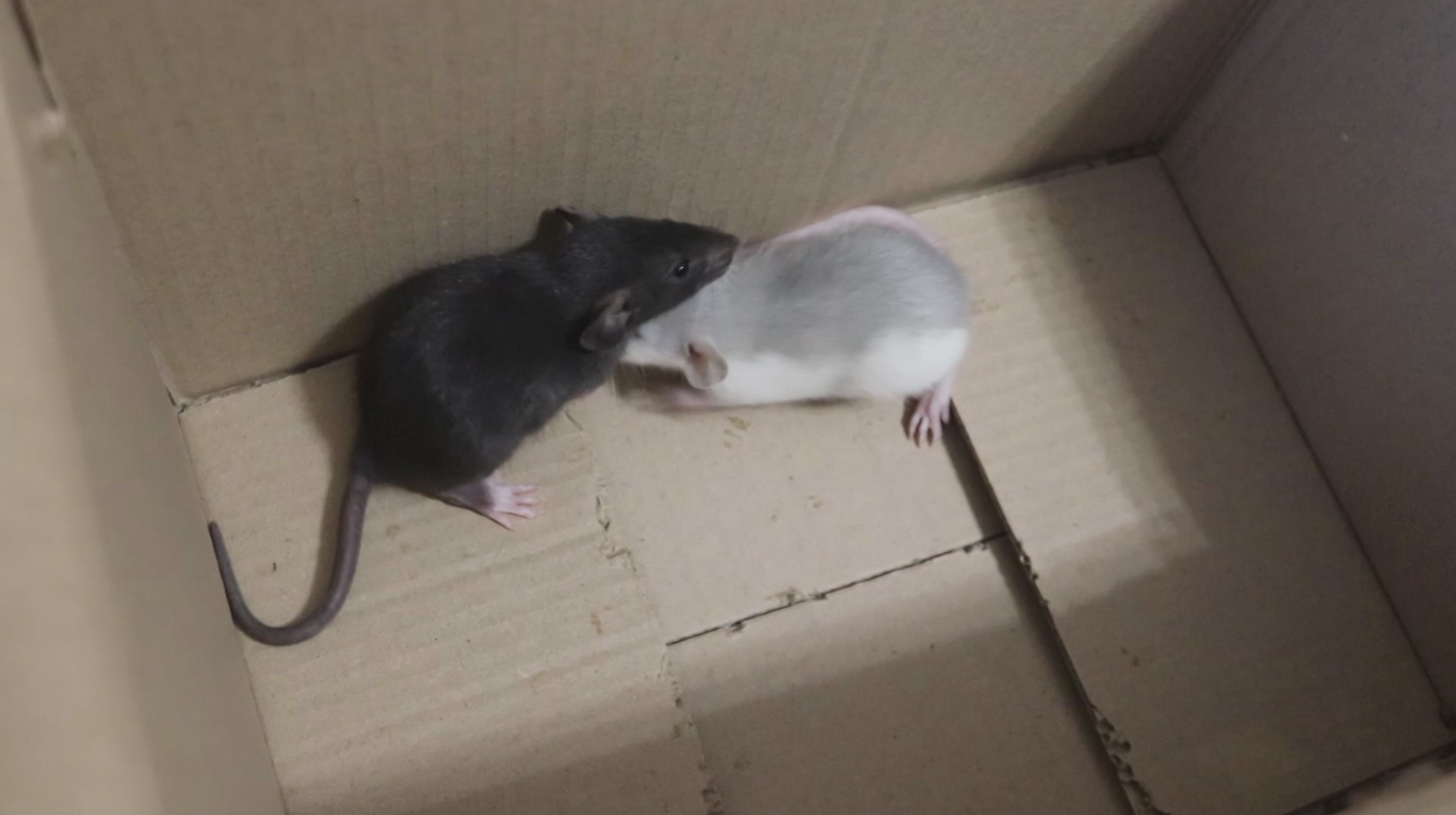 ОТДАЮ ДВУХ КРЫСЯТ. КАКИХ КРЫСЯТ ПОКУПАЮТ ЧАЩЕ? смотреть онлайн