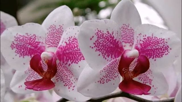 Музыка для души...орхидеи и саксофон... смотреть онлайн