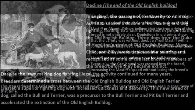 Old English Bulldog Vs English Bulldog