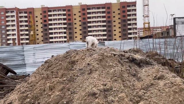 Влог: Собака и без пальто/ Vlog: Dog without coat смотреть онлайн