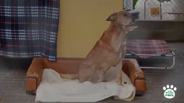 Il video-appello di Lara Magoni: per Natale adottate un cane смотреть онлайн