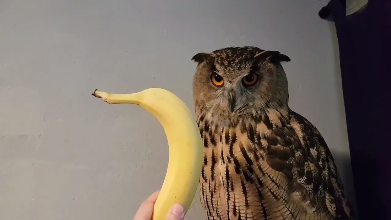 Филин и банан смотреть онлайн