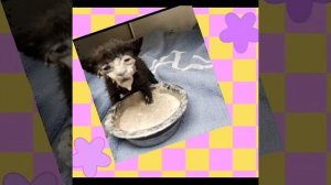 «мем с котом в сметане и мультик» идея Моя?