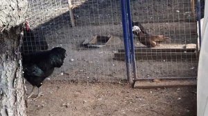 обзор хозяйства,  куры джерсийский гигант,  мини мясные, утки.