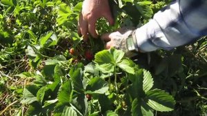 Первый урожай клубники в саду. Сорта: Машенька и Медовая