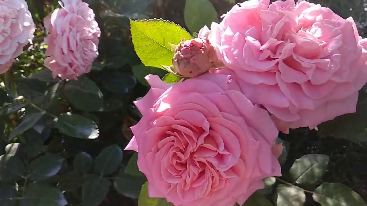 Розы. Рекомендую: лучшие покупки этого сезона - Роза Эшли. смотреть онлайн