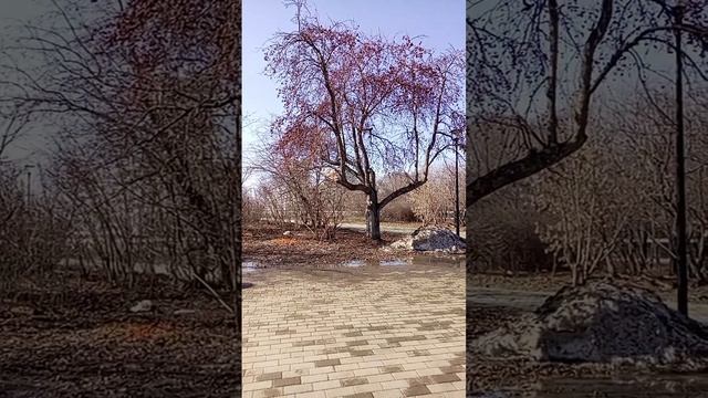 Самая старая яблоня Челябинска#shorts смотреть онлайн