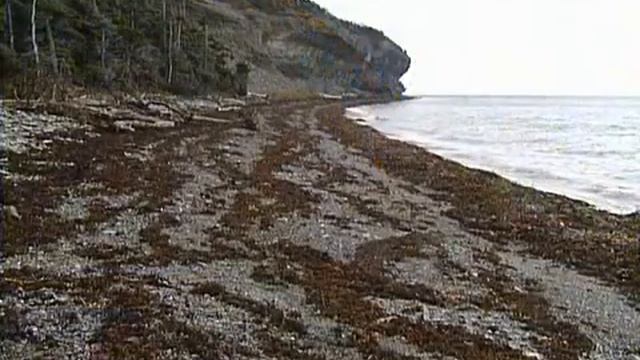 The Best Documentary Ever - Scenic Wilderness of the World Episode 3: The Wild Shore смотреть онлайн