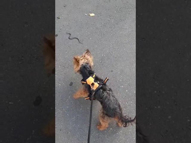 ЙОРК VS Уж смотреть онлайн