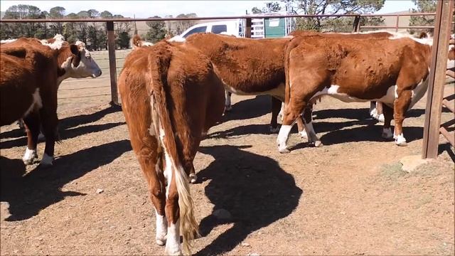 AC EH & AM KATER 17 COWS смотреть онлайн