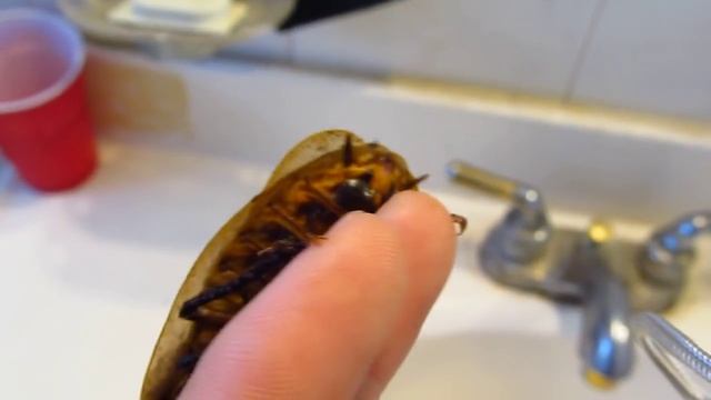 Giant Cockroach ( Blaberus Giganteus ) смотреть онлайн