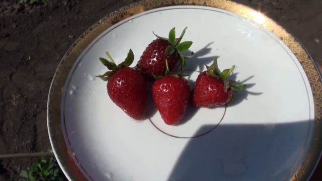 Клубника 2020 г. Новые сорта - Гарда, Пенсионер Челси, Анаис, Орли. От высадки до дегустации. смотреть онлайн