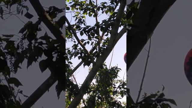 Воздушные шары над Карагандой. 26 мая 2021 г. 7 часов утра. смотреть онлайн