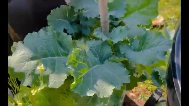 Garden Tour Part 2 | Season 3 | E36 #gardentour смотреть онлайн