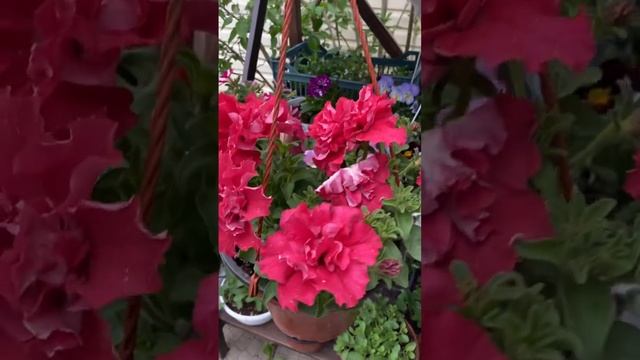 Цветы в подвесных кашпо смотреть онлайн