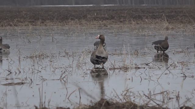 Чучела ПОЛЕСНИК манящие гусей