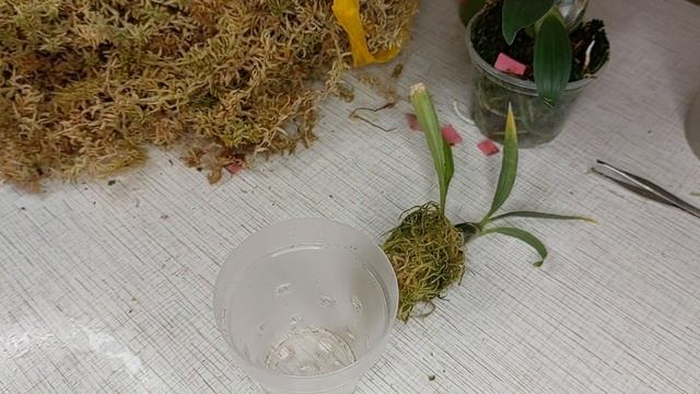 Живой мох сфагнум. Что же в нем такого хорошего? Использование живого сфагнума для орхидей-морковок