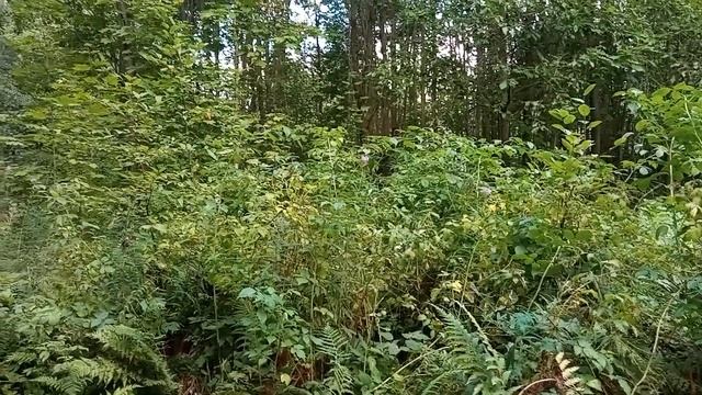 Сбор краснокнижных растений и грибов вне закона. смотреть онлайн