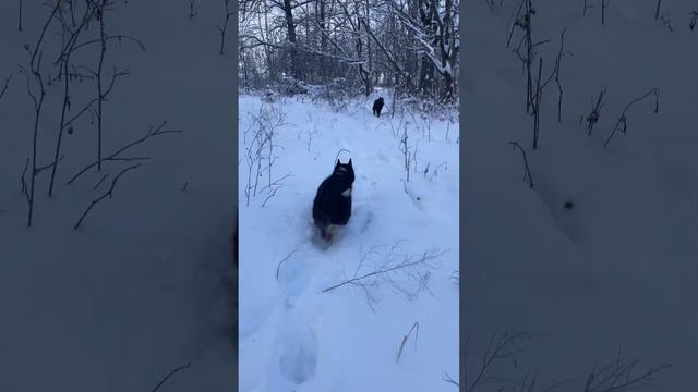 Охота с ВОО ПРИВО МСОО смотреть онлайн