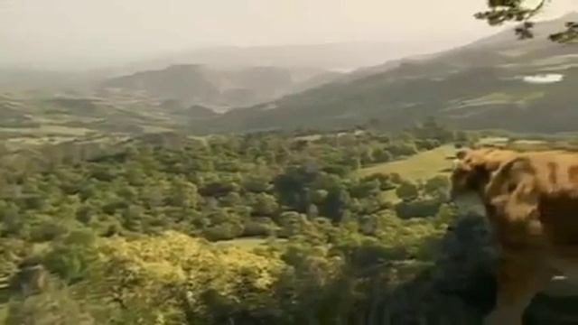 Extinction Smilodon, The Saber Toothed Tiger Nature & Animal Documentary Part 1 смотреть онлайн