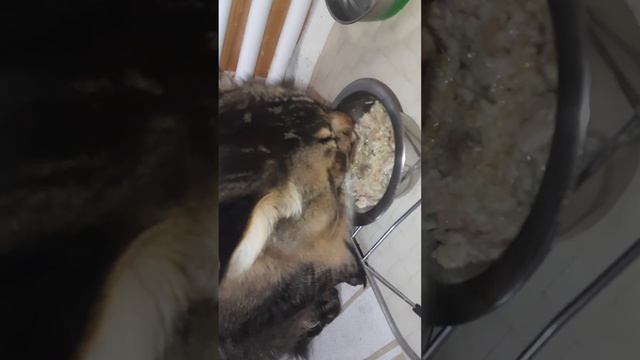 Завтрак кота, д-410 Булгур, свинина отварная смотреть онлайн