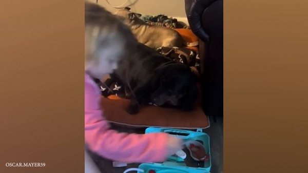 32 When we are creating a happy childhood together - Cute dog and little human