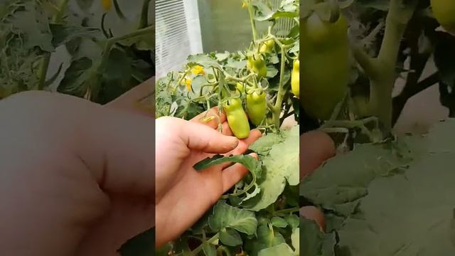 ТОМАТ ДРОВА Лучшие урожайные низкорослые сорта томатов Низкорослые детерминантные томаты смотреть онлайн