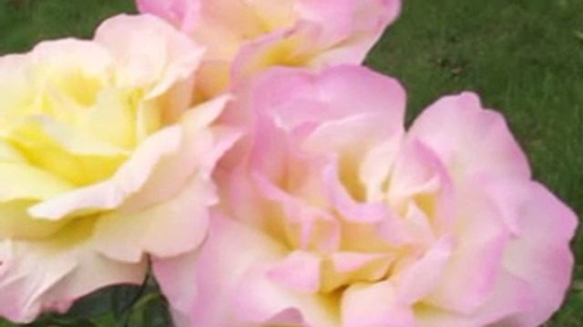 Розы вам смотреть онлайн