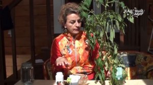 Почему вянут листья рассады. Сайт «Садовый мир»