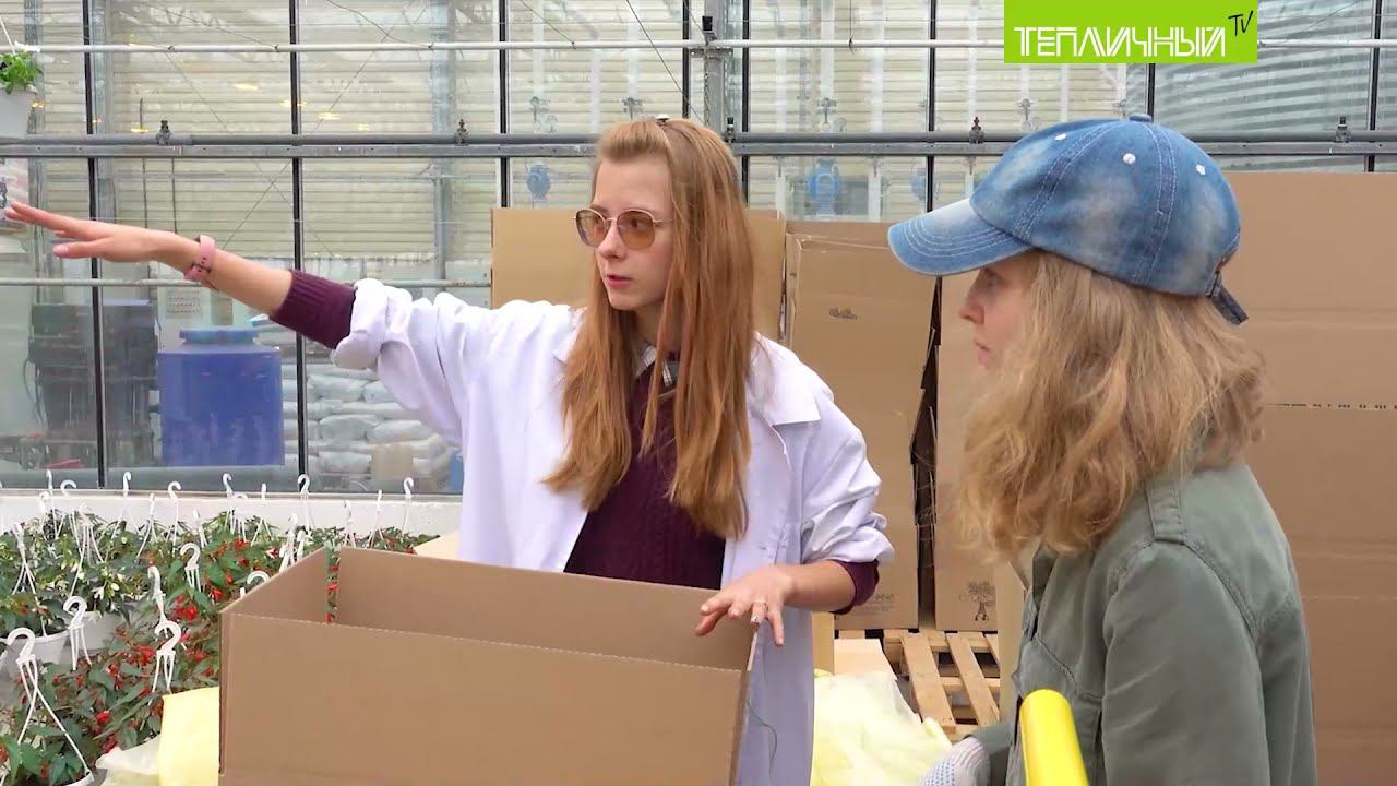 Дети сотрудников на каникулах зарабатывают деньги в «Тепличном» смотреть онлайн