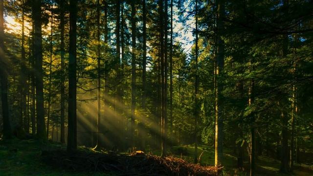 Мягкий БЕЛЫЙ ШУМ для новорожденных.Звуки природы. Пение птиц смотреть онлайн