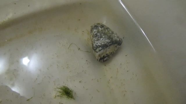 разведение креветок , криль из банок смотреть онлайн