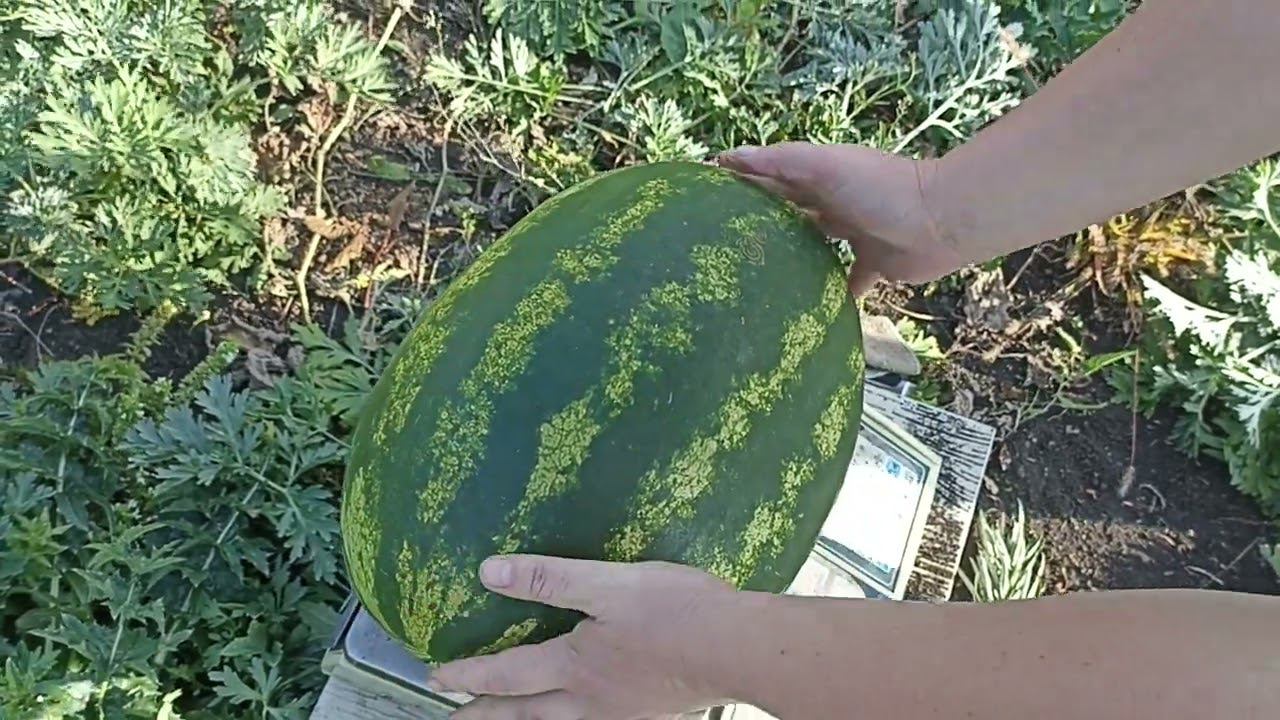 наши вкусные арбузы. открытый грунт Пензенская область. смотреть онлайн