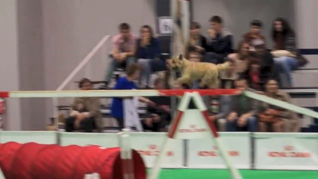 Кубок "Royal Canin", Ленэкспо, 27.04.14 г., v50 смотреть онлайн