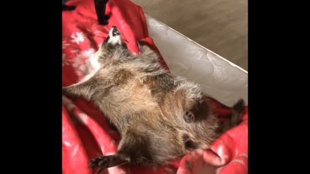 Енот Тёма и кот Жорик смотреть онлайн